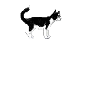cg_sofine_feline